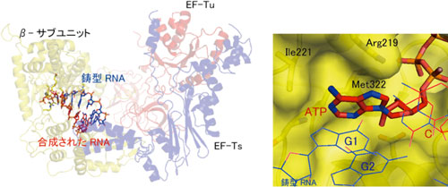 ウイルスRNA合成酵素のRNA合成終結構造とATP認識の図