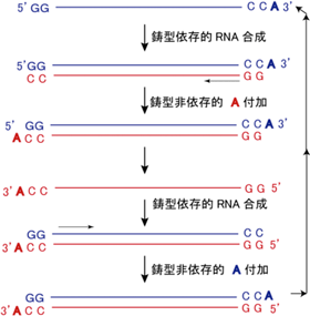 Qβレプリケースによる ウイルスゲノムRNAの複製サイクルの図