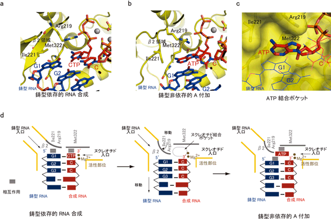 QβレプリケースのRNA合成反応終結構造図