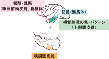 嗅周囲皮質の位置と関連する脳部位の働きの図