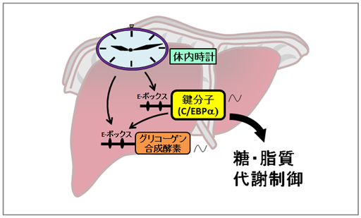 体内時計と肝臓で代謝を制御する鍵となる分子C/EBPαの図