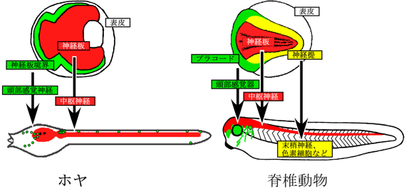 ホヤと脊椎動物の神経誘導の比較の図