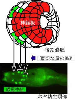 ホヤ幼生頭部の感覚神経が作られる仕組みの図