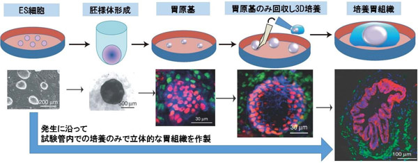 マウスES細胞から胃組織細胞を分化させる培養方法(上)と作製した胃組織(下)の図