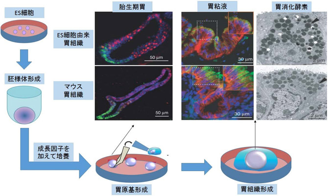 マウスES細胞から胃組織を分化させる培養方法の概要図