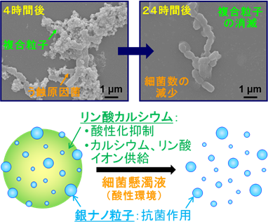 （上）複合粒子添加後のう蝕原因菌の電子顕微鏡像（左：4時間培養後、右：24時間培養後）、（下）複合粒子の模式図と予想される粒子構造の変化の図