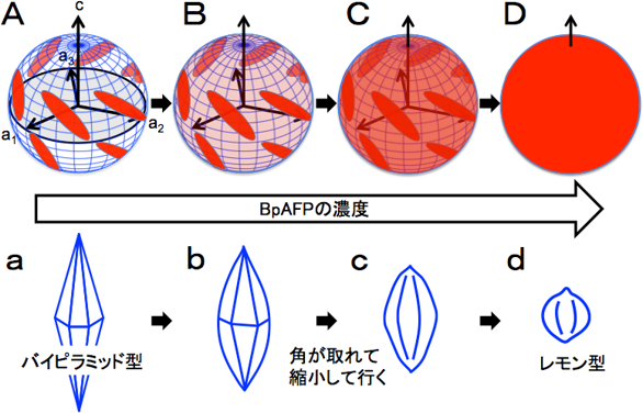 BpAFPは濃度に応じて変化する図