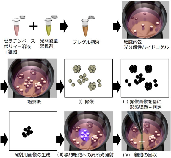 光分解性ゲルを用いた細胞分離方法の図