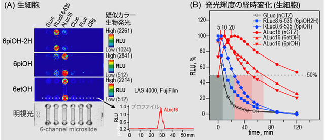 (A)生きた動物細胞環境下における当該発光基質の発光酵素に選択的な生物発光イメージング図と(B)前述した生きた動物細胞の生物発光輝度の経過時間による変化の図