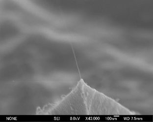 シリコンエミッタ先端に成長したカーボンナノチューブ電子顕微鏡写真