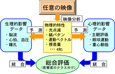 映像の物理的特性に基づく生体影響予測と安全性の総合評価の図