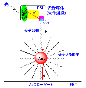 バイオ光センサー模式図