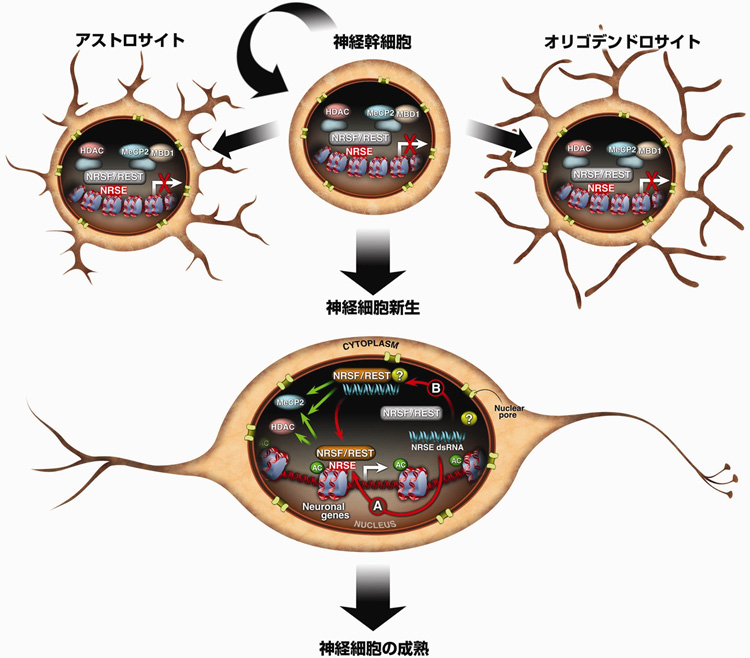 NRSE dsRNAによる活性化モデルの概要図