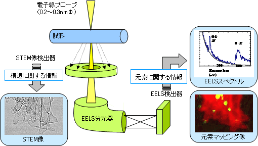 走査型透過電子顕微鏡および電子線エネルギー損失分光法の原理図