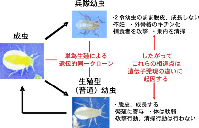 ハクウンボクハナフシアブラムシの普通幼虫と兵隊幼虫の比較図