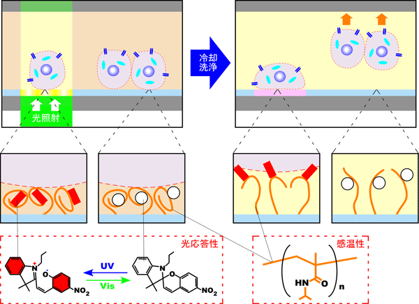 光応答性ポリマーによる細胞の接着性制御の模式図