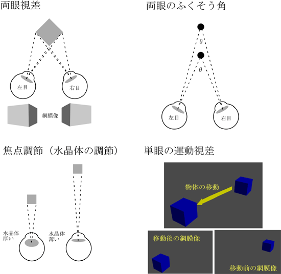 立体視の生理的要因図