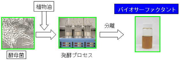 酵母菌を利用したバイオサーファクタントの生産の図