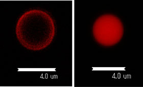 ポリ乳酸に蛍光物質を混入した中空マイクロカプセルと中実粒子のレーザ顕微鏡写真