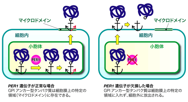 PER1遺伝子が正常な場合と欠損した場合の図