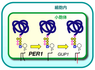 正常PER1遺伝子の機能の図