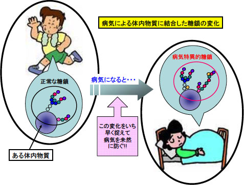 糖鎖医工学研究センター概要図