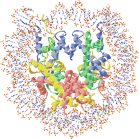 ヌクレオソーム立体構造図サムネイル画像