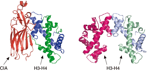 CIA-ヒストンH3-H4複合体構造と、ヌクレオソーム構造中におけるヒストンH3-H4二量体間の相互作用の比較図