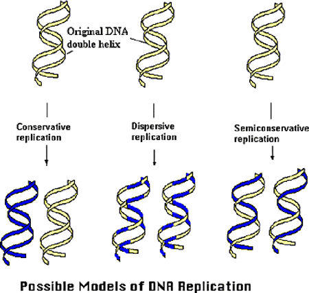 DNAの複製機構のモデル図