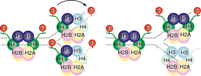 ヒストン化学修飾パターンの細胞分裂時における伝達や変換の仕組みの図