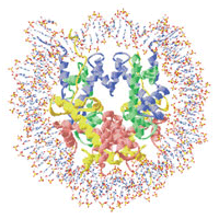 ヌクレオソーム立体構造図サムネイル画像