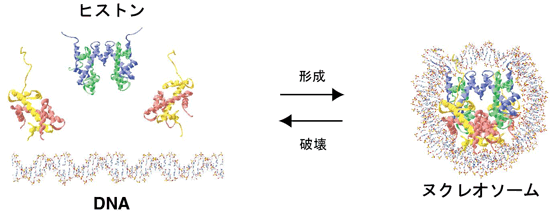 ヌクレオソームの形成・破壊反応の模式図