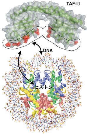TAF-IβのDNA及びヒストンとの相互作用表面図