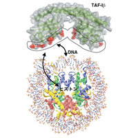 TAF-IβのDNA及びヒストンとの相互作用表面図サムネイル画像
