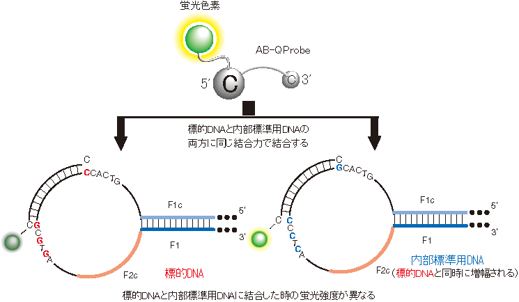 Alternately Binding Quenching Probeの消光パターンの概要図