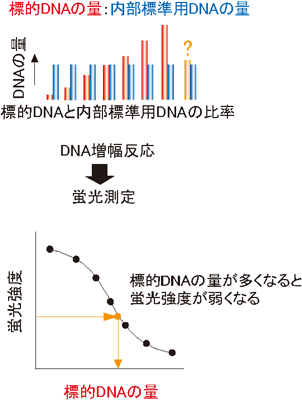 ABC-LAMP法による遺伝子定量の概要図