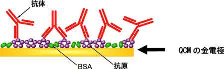 QCM上に固定化した抗原分子への抗CRP抗体分子の免疫反応測定の模式図