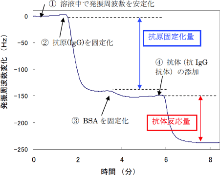 実際の各反応段階での発振周波数の経時変化を示す免疫反応チャート図