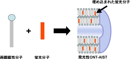 発光性ONT-AISTの構造模式図