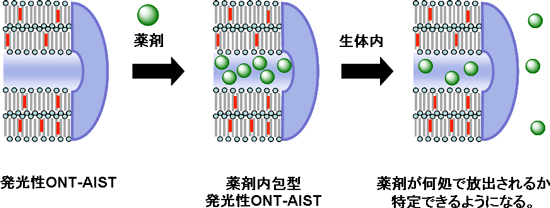 発光性ONT-AISTを利用した薬剤包接、放出挙動の模式図