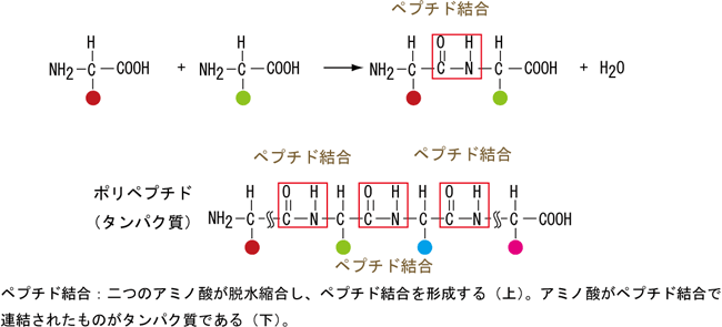 ペプチド結合の説明図