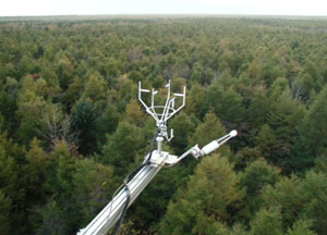 観測地点周囲の森林と測定装置の写真（苫小牧）