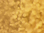 白麹菌の写真