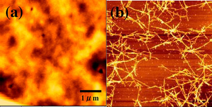 加熱処理によるSWCNT/HPC分散薄膜の変化のAFM像の写真