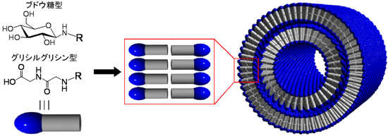 ブドウ糖型とグリシルグリシン型の両親媒性分子が自己組織化により有機ナノチューブを形成する図