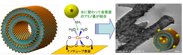 金属錯体タイプ有機ナノチューブの推定構造図とナノチューブ表面に存在する銅イオンへ、金ナノ粒子の表面アミノ基が結合の図と金ナノ粒子が結合した銅錯体タイプ有機ナノチューブの走査型透過電子顕微鏡像とその模式図