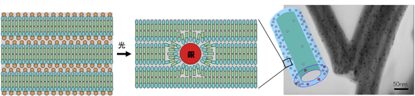 銀錯体タイプ有機ナノチューブの膜構造の模式図と光により銀イオンが還元されて二分子膜中で銀ナノ粒子が成長の図と銀ナノ粒子が埋包された有機ナノチューブの透過電子顕微鏡像とその模式図