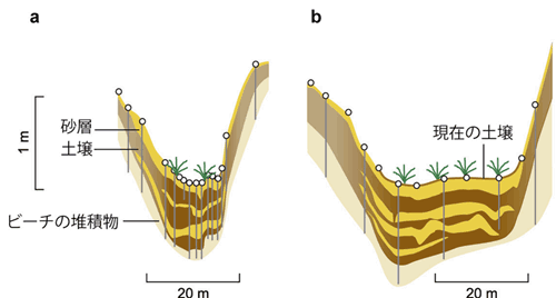 湿地における砂層の分布の図