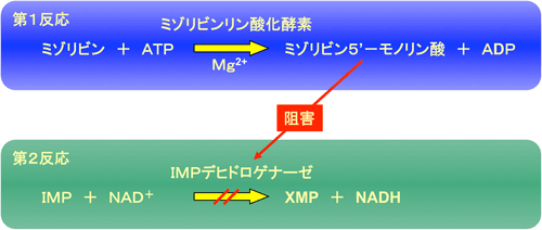 今回発見されたミゾリビンリン酸化酵素によるミゾリビン濃度の測定原理の図