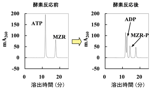 HPLCにより解析した本酵素によるミゾリビンのリン酸化反応の図